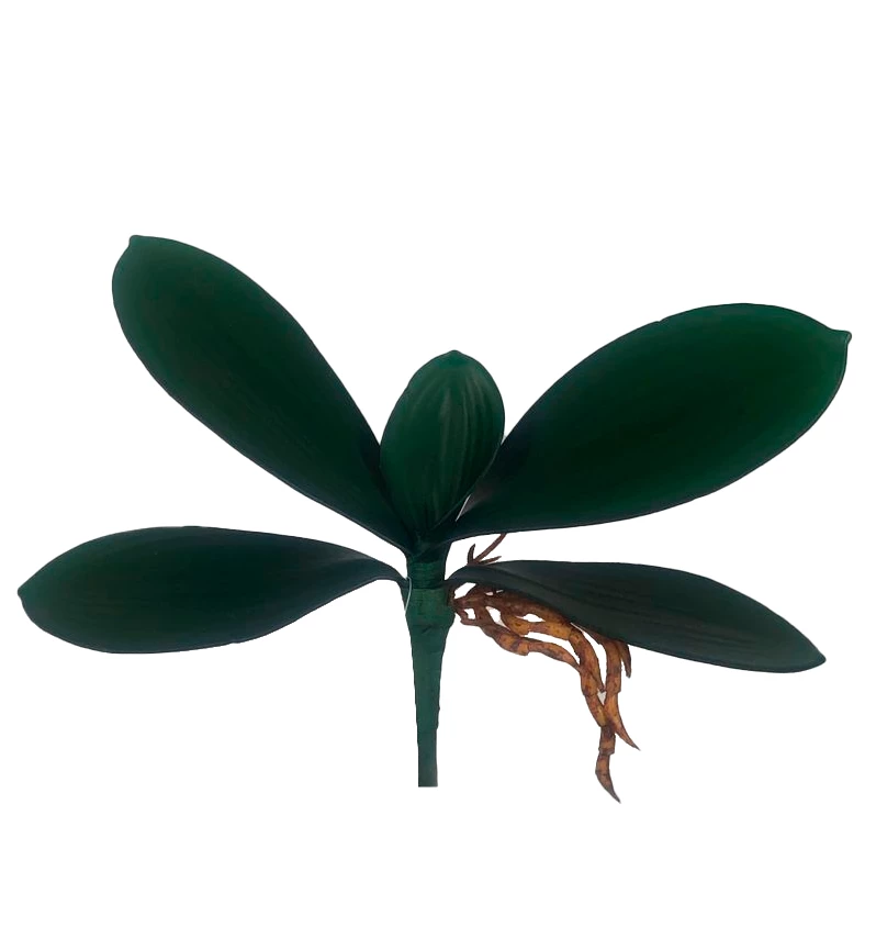 Folha de Orquídea x5