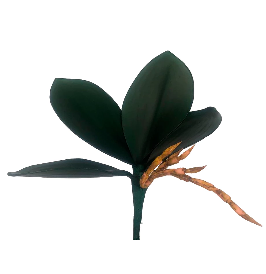 Folha de Orquídea x4