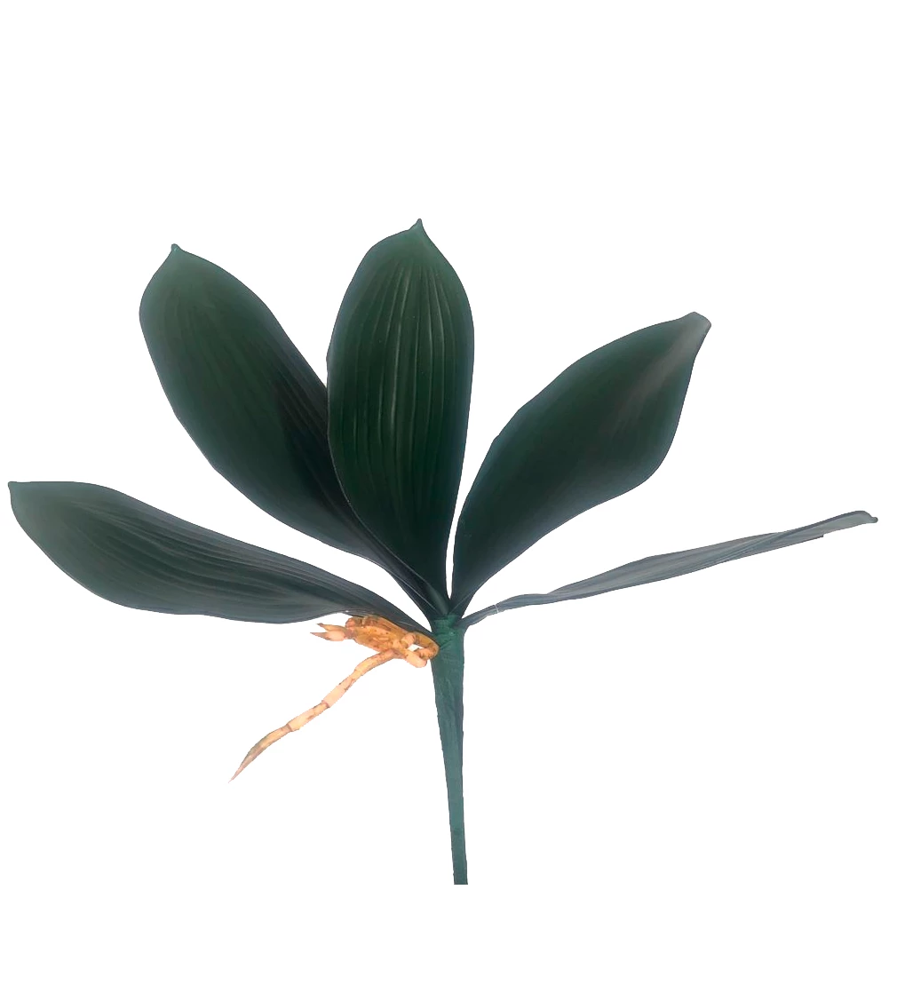 Folha de Orquídea x5 Com 28 Cm