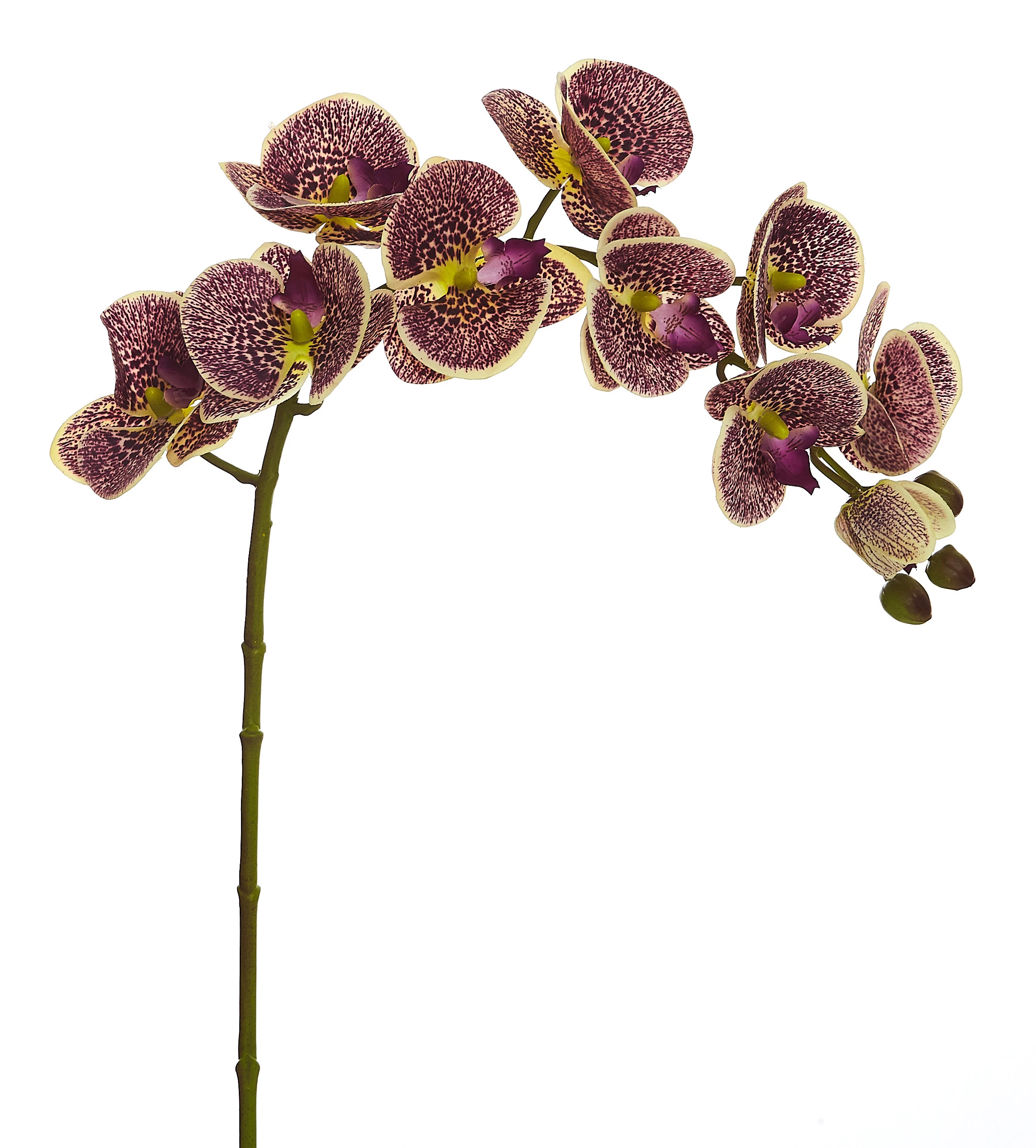 Orquídea Artificial Toque Real x10 Cabeças 77 Cm - Vinho
