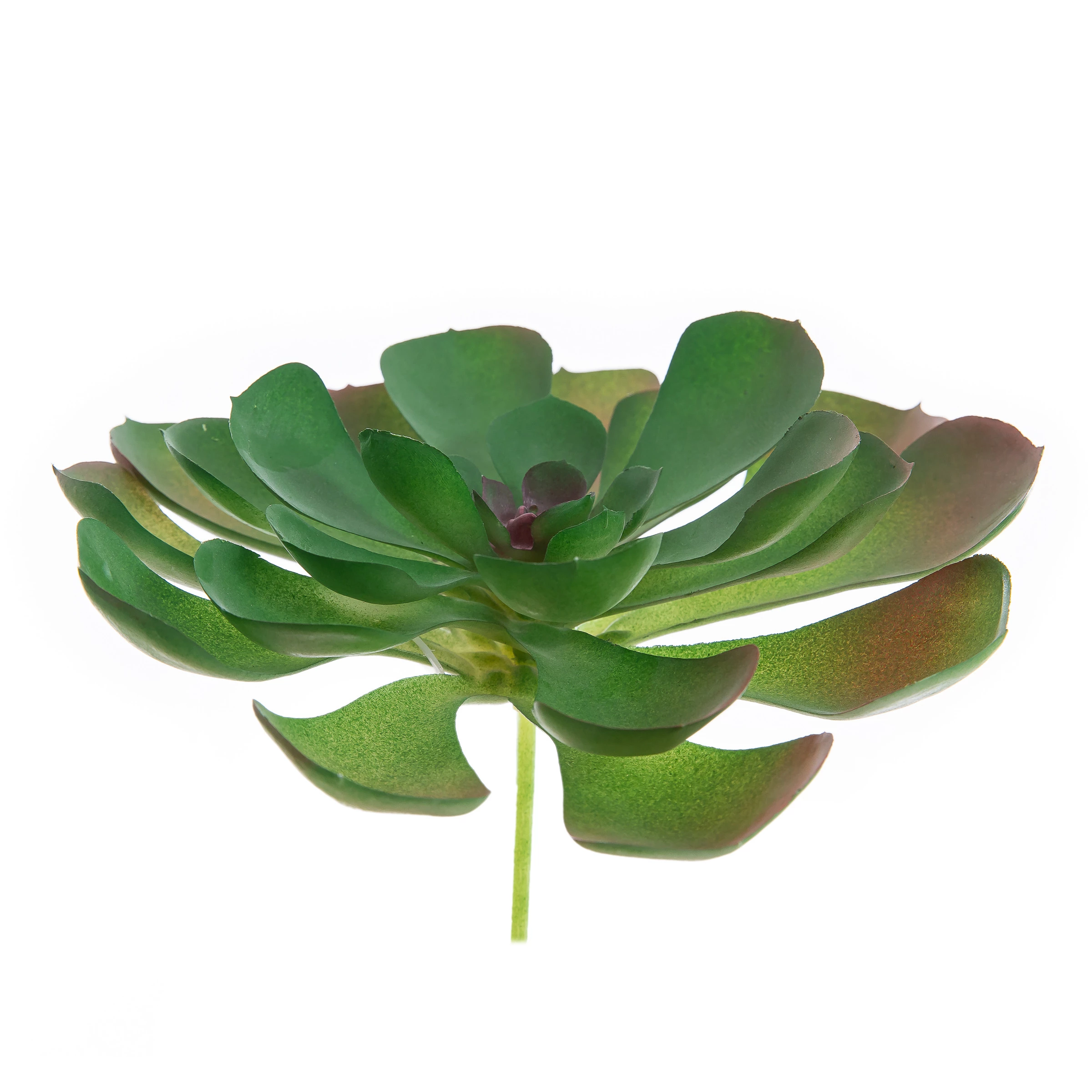 Suculenta 20 Cm