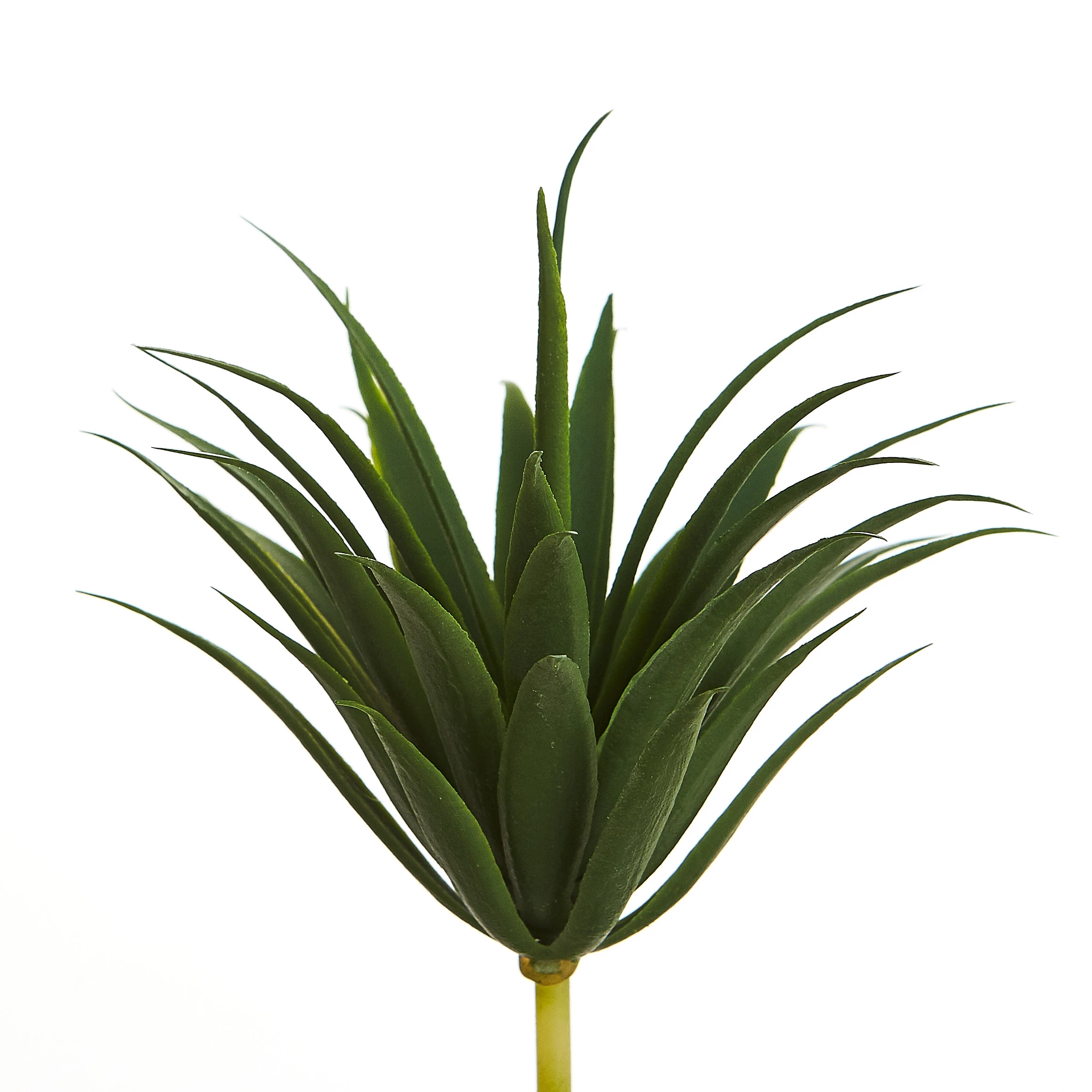 Suculenta 10 Cm