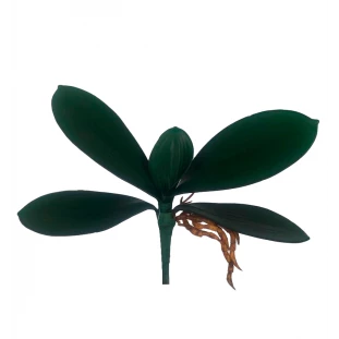Folha de Orquídea x5 