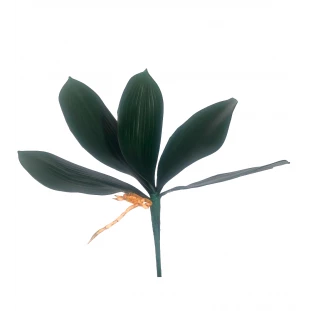 Folha de Orquídea x5 Com 28 Cm