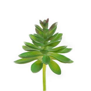 Suculenta 5 Cm 