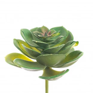 Suculenta 5 Cm 