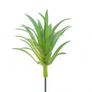 Suculenta 5 Cm 