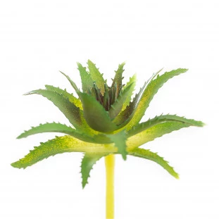 Suculenta 5 Cm 