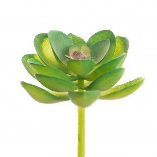 Suculenta 5 Cm 