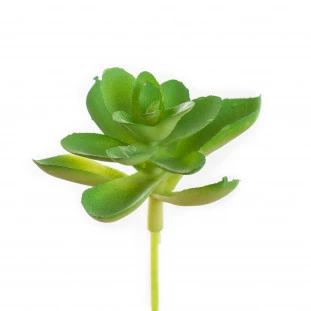 Suculenta 5 Cm 