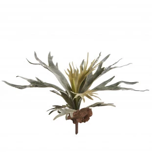 Chifre Veado 48 Cm