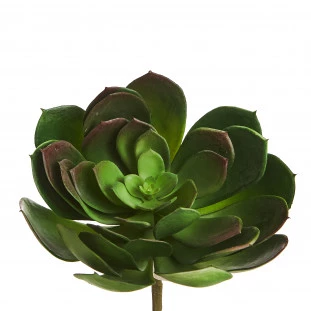 Suculenta 20 Cm