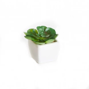 Cacto Vaso Louca 9 Cm - Branco
