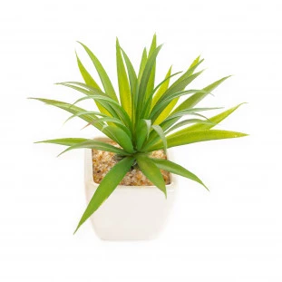 Cacto Vaso Louca 15 Cm - Branco