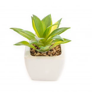 Cacto Vaso Louca 15 Cm 