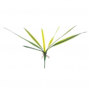 Folha de Orquídea Cimbidium x7 53 Cm
