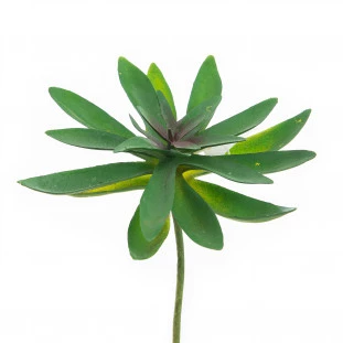 Suculenta 15 Cm