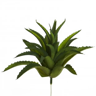 Suculenta 22 Cm