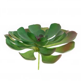 Suculenta 20 Cm