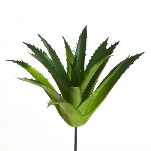 Suculenta 10 Cm