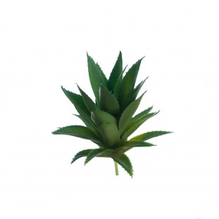 Suculenta 10 Cm