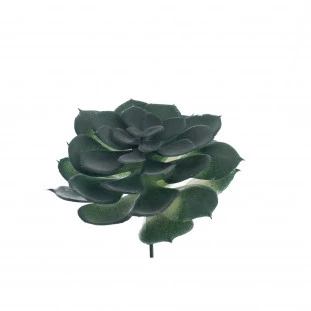 Suculenta 13 Cm