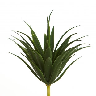 Suculenta 10 Cm
